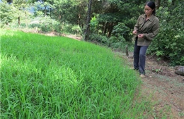Giống lúa Kim Ưu 18 ở huyện Ngân Sơn phát triển bất thường